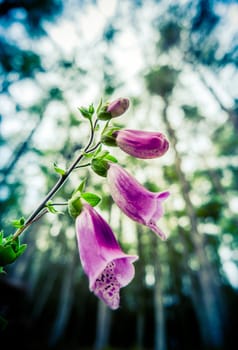 Beautiful Pink Foxglove Flowers In A Forest Setting