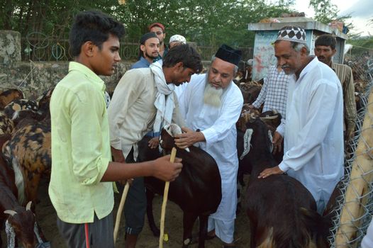 INDIA, Ajmer: Preparations for the upcoming Eid al-Adha festival continue in Rajasthan, India on September 22, 2015, drawing scores of Muslims to the main goat and sheep market in Ajmer.Also known as the Festival of Sacrifice, the three-day holiday marks the end of the annual pilgrimage to Mecca and commemorates the willingness of the Prophet Ibrahim to sacrifice his son, Ismail, on God's command.