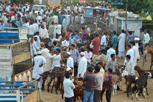 INDIA, Ajmer: Preparations for the upcoming Eid al-Adha festival continue in Rajasthan, India on September 22, 2015, drawing scores of Muslims to the main goat and sheep market in Ajmer.Also known as the Festival of Sacrifice, the three-day holiday marks the end of the annual pilgrimage to Mecca and commemorates the willingness of the Prophet Ibrahim to sacrifice his son, Ismail, on God's command.