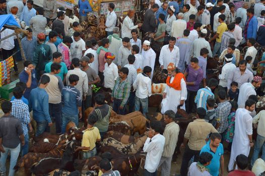 INDIA, Ajmer: Preparations for the upcoming Eid al-Adha festival continue in Rajasthan, India on September 22, 2015, drawing scores of Muslims to the main goat and sheep market in Ajmer.Also known as the Festival of Sacrifice, the three-day holiday marks the end of the annual pilgrimage to Mecca and commemorates the willingness of the Prophet Ibrahim to sacrifice his son, Ismail, on God's command.