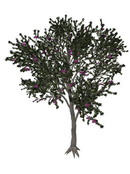 Blackthorn or sloe, prunus spinosa, tree isolated in white background - 3D render