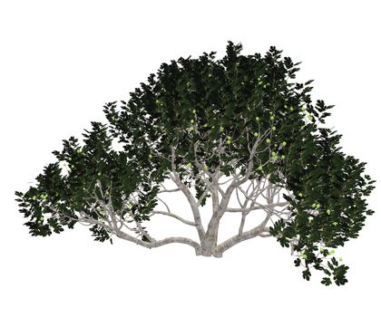 Fig, ficus carica, tree isolated in white background - 3D render