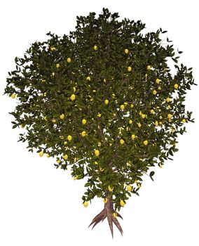 Lemon, citrus limon, tree isolated in white background - 3D render
