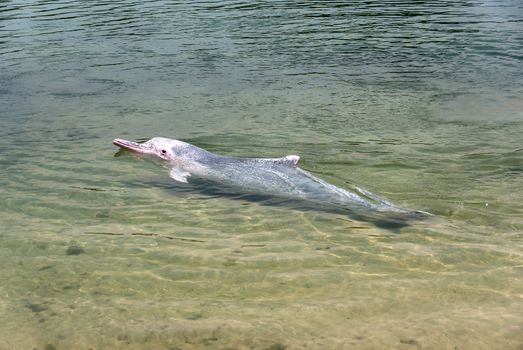 very rare pink dolphin in Singapore protection area