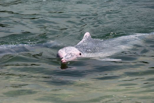 very rare pink dolphin in Singapore protection area