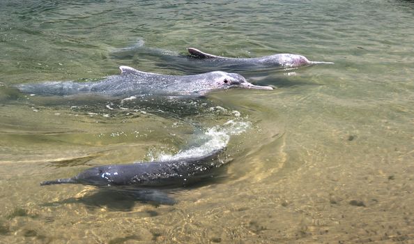 very rare pink dolphins in Singapore protection area