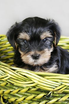 Baby of the yorkshire terrier in a green basket