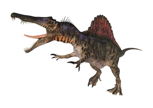3D digital render of a dinosaur Spinosaurus isolated on white background
