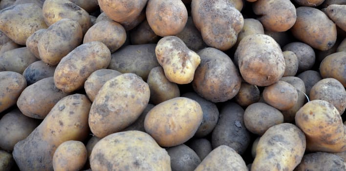 Picture of an organic potatoes on a farmer market for sale