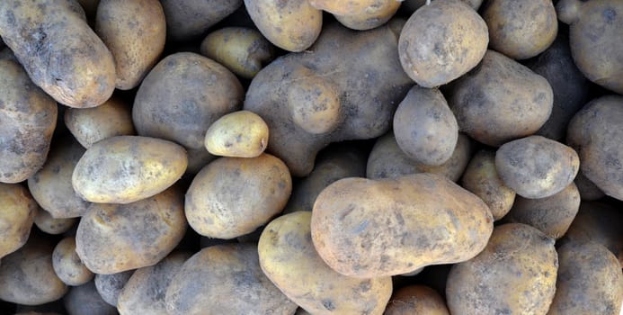 Picture of an organic potatoes on a farmer market for sale