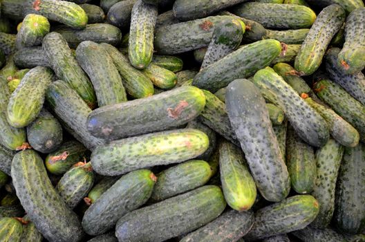 Picture of an organic cucumber ready for sale in a market