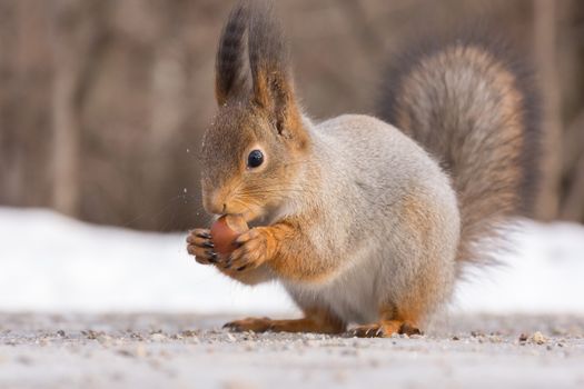 The photo shows a squirrel with a nut. Squirrel sits and eats a nut.