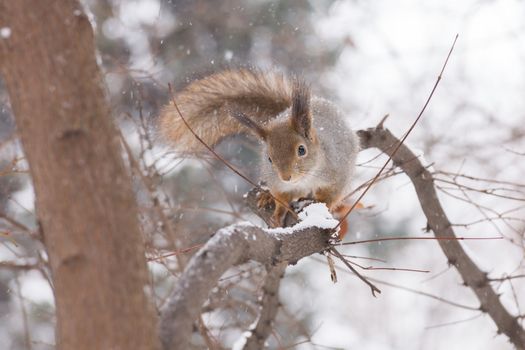 The photo shows a squirrel with a nut. Squirrel sits and eats a nut.