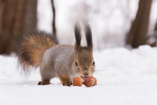 The photo shows a squirrel with a nut. Squirrel sits and eats a nut.