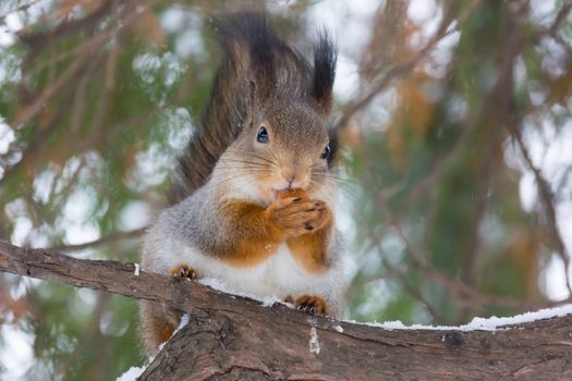 The photo shows a squirrel with a nut. Squirrel sits and eats a nut.