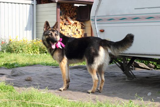 German Shepherd dog with a bow at the neck in the summer among the grass and flowers