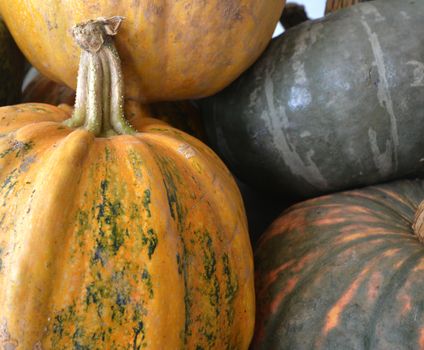 picture of an organic pumpkins for sale in a market
