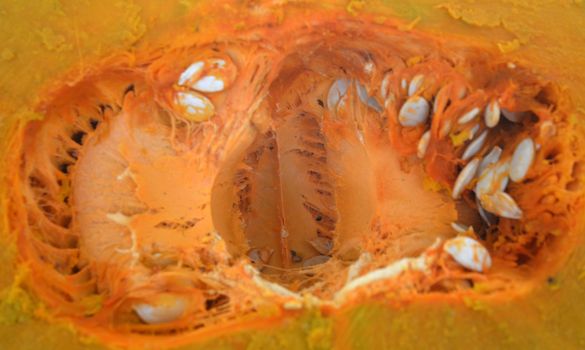 picture of an organic pumpkins for sale in a market