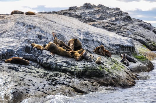 Seals resting, Beagle Channel, Ushuaia, Argentina