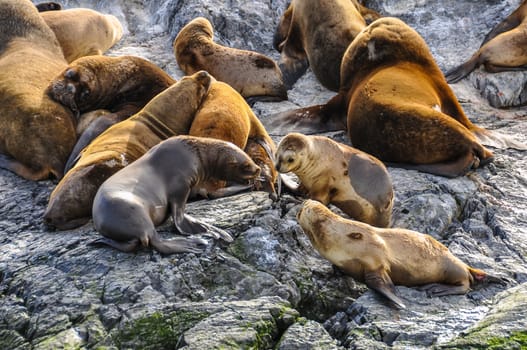 A big group of seals and sea lions, Beagle Channel, Ushuaia, Argentina