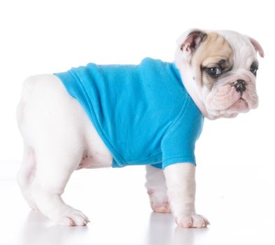 cute puppy - bulldog puppy wearing a blue sweater standing on white background 7 weeks old