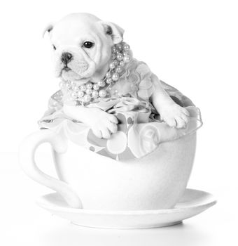 female puppy - bulldog sitting inside a teacup on white background - 7 weeks old