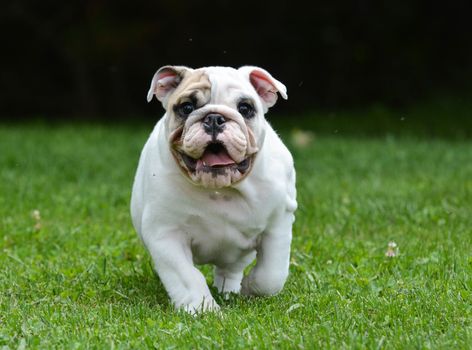 young english bulldog puppy running the grass