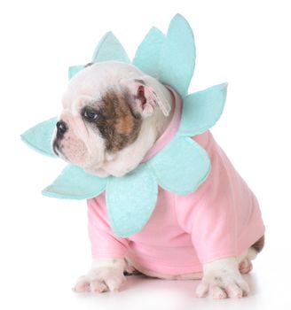 female puppy dressed up like a flower - bulldog