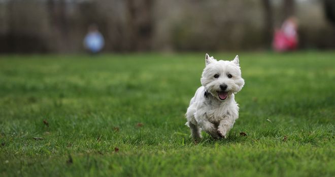 AUSTRALIA, Evandale: A West Highland terrier races during the Clarendon Spring Fling, a family fun day held by the National Trust of Tasmania at Clarendon House, Evandale on September 20, 2015. About 300 visitors dropped by the iconic colonial house to enjoy an agricultural showcase, local produce from a range of stallholders and the racing of the Westies, all held to mark the warmer weather.