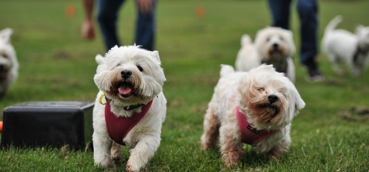 AUSTRALIA, Evandale: West Highland terriers race during the Clarendon Spring Fling, a family fun day held by the National Trust of Tasmania at Clarendon House, Evandale on September 20, 2015. About 300 visitors dropped by the iconic colonial house to enjoy an agricultural showcase, local produce from a range of stallholders and the racing of the Westies, all held to mark the warmer weather.