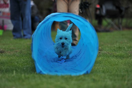 AUSTRALIA, Evandale: A West Highland terrier races during the Clarendon Spring Fling, a family fun day held by the National Trust of Tasmania at Clarendon House, Evandale on September 20, 2015. About 300 visitors dropped by the iconic colonial house to enjoy an agricultural showcase, local produce from a range of stallholders and the racing of the Westies, all held to mark the warmer weather.