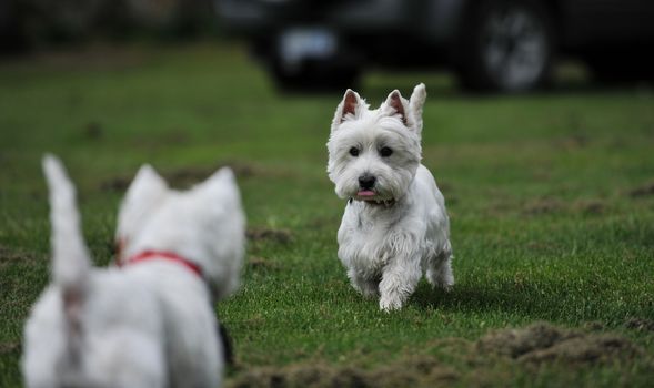 AUSTRALIA, Evandale: West Highland terriers race during the Clarendon Spring Fling, a family fun day held by the National Trust of Tasmania at Clarendon House, Evandale on September 20, 2015. About 300 visitors dropped by the iconic colonial house to enjoy an agricultural showcase, local produce from a range of stallholders and the racing of the Westies, all held to mark the warmer weather.