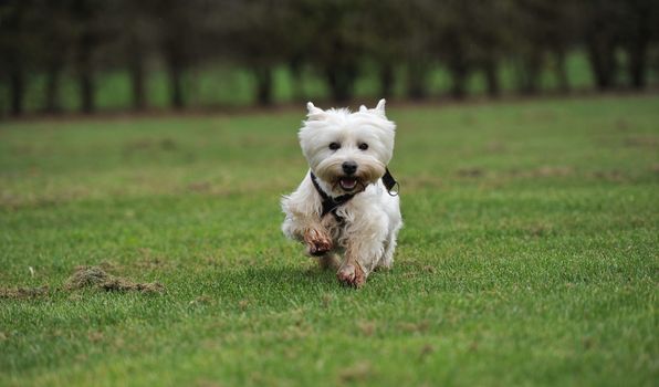 AUSTRALIA, Evandale: A West Highland terrier races during the Clarendon Spring Fling, a family fun day held by the National Trust of Tasmania at Clarendon House, Evandale on September 20, 2015. About 300 visitors dropped by the iconic colonial house to enjoy an agricultural showcase, local produce from a range of stallholders and the racing of the Westies, all held to mark the warmer weather.