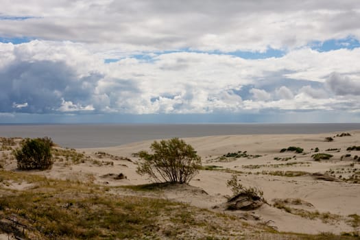 Sand dunes and bushes on Curonian Spit
