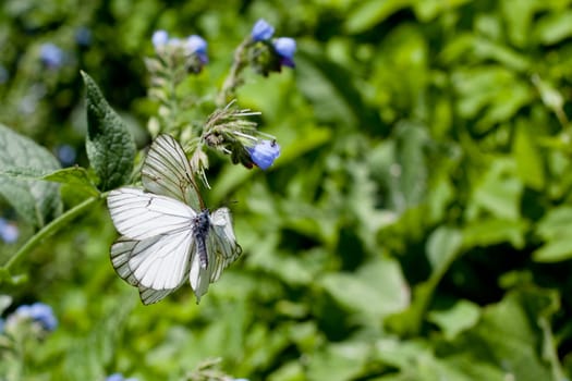 Blue flower and white butterflies on green background
