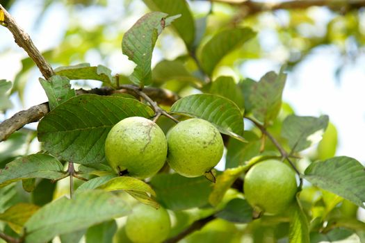 Bunch of guava fruits in a tree