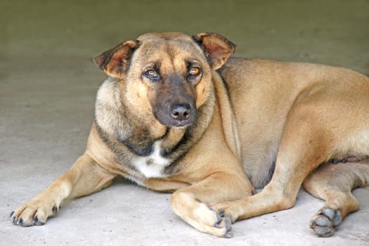 Lonely Thai dog lay down on the floor