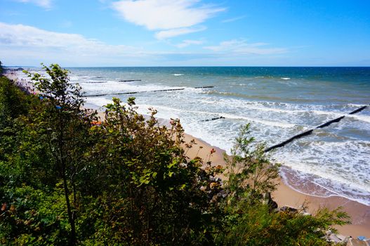 Green shrub by a sea coast 