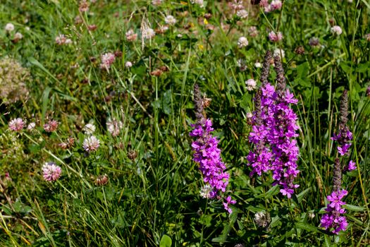 Lilac wildflowers in green field in sunny day
