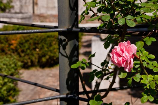 A pink rose on a black metal lines
