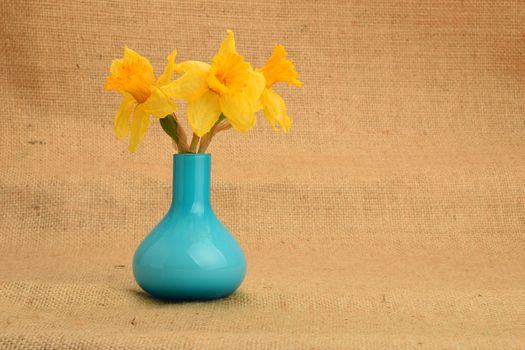 Dried-up yellow narcissus bouquet in a blue vase on background of jute cloth