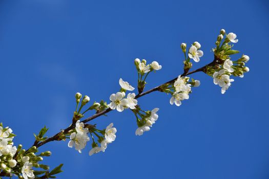 Beautiful branch of cherry tree in bloom on background of blue sky