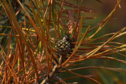 Young pine cone with weevil among green and burnt biege and brown needles on a branch on brown and green background (after the fire in the forest)