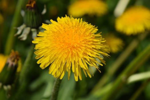 Beautiful bright yellow dandelion flower under sunshine on the green grass background