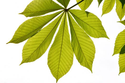 Translucent horse chestnut textured green leaves in back lighting on white sky background with sun shine flare (full leaf)