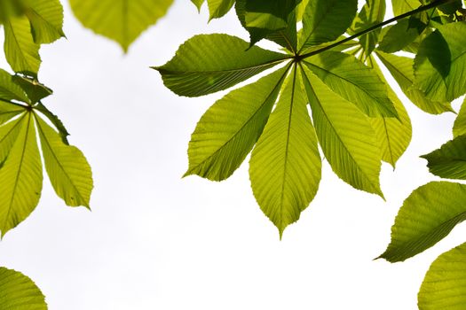 Frame of translucent horse chestnut textured green leaves in back lighting on white sky background with sun shine flare (full leaf)