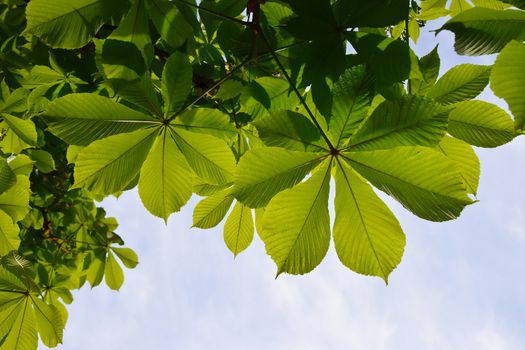 Translucent and green horse chestnut leaves in back lighting on blue sky background
