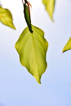 Shiny translucent apricot tree leaf on light blue sky background, merely open, vertical