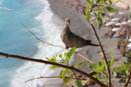 Ring-Necked Dove. Mediterranean Sea in the Background