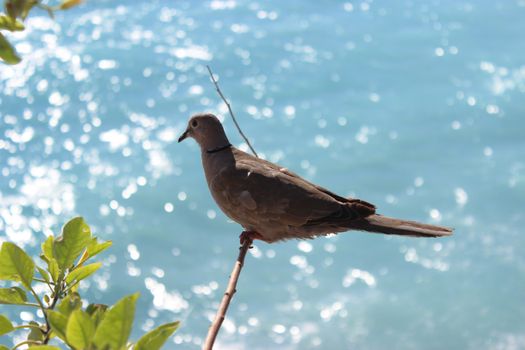 Ring-necked dove on a tree branch in Nice